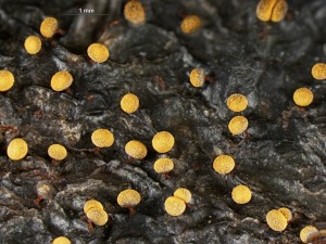Physarum auriscalpium-1.jpg