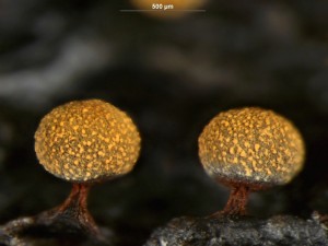 Physarum auriscalpium-2.jpg
