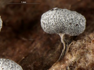 Physarum compressum-1.jpg
