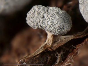 Physarum compressum-2.jpg