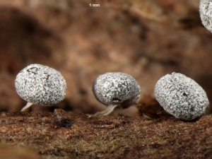 Physarum compressum-3.jpg