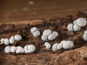 Physarum compressum-5.jpg