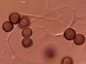 Physarum compressum-6.jpg