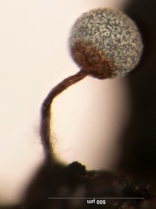 Physarum pusillum-1.jpg