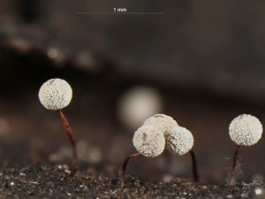 Physarum pusillum-2.jpg