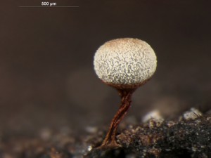 Physarum pusillum-3.jpg