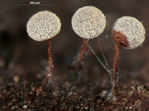 Physarum pusillum-4.jpg