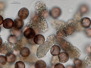 Physarum pusillum-5.jpg