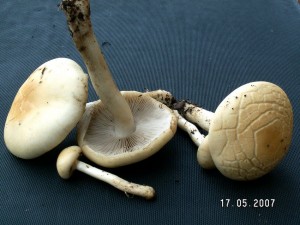 PICT0001-3.JPG