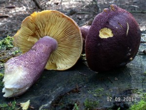 PICT0001.JPG