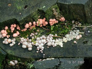 PICT0001.JPG