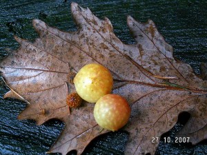 PICT0001.JPG