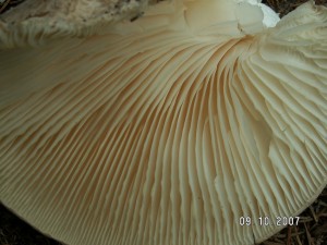 PICT0002-1.JPG