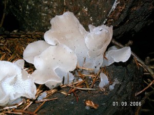 PICT0002-1.JPG
