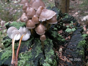 PICT0003-1.JPG