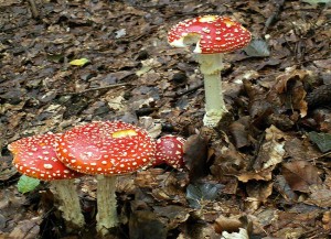 PICT0003-1.JPG