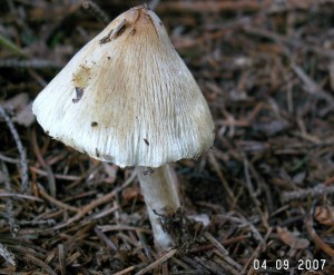 PICT0004-5.JPG