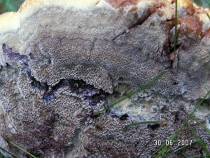 PICT0004.JPG