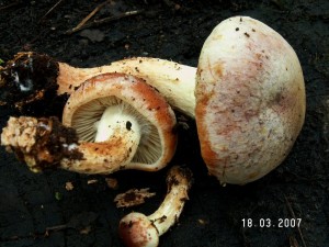 PICT0005-1.JPG