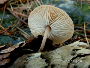 PICT0005-2.JPG