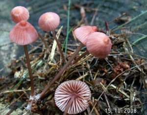 PICT0005-2.JPG