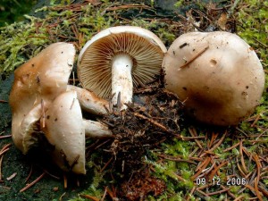 PICT0005-4.JPG