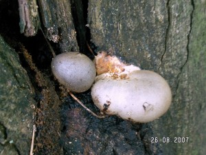PICT0005.JPG