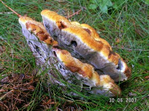 PICT0005.JPG