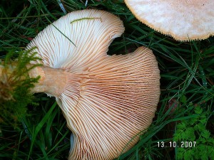 PICT0006-1.JPG