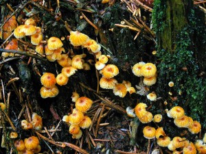 PICT0006-1.JPG