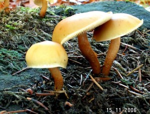 PICT0007-1.JPG