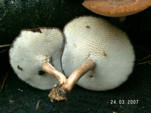 PICT0007-1.JPG