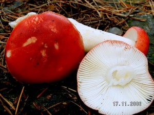 PICT0007-2.JPG