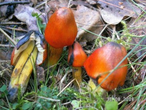 PICT0007.JPG