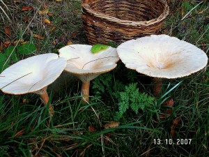 PICT0007.JPG
