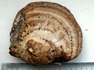 PICT0008-2.JPG