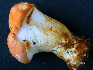 PICT0008.JPG
