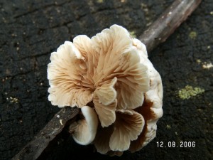 PICT0009-3.JPG