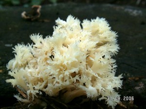 PICT0009-5.JPG