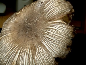 PICT0009.JPG