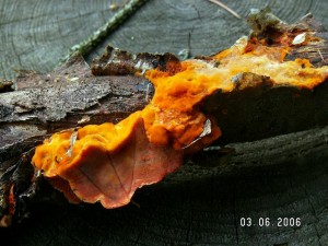 PICT0011-1.JPG