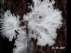 PICT0011.JPG
