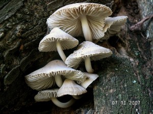 PICT0012.JPG