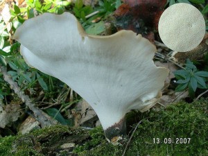 PICT0013.JPG