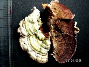 PICT0013.JPG