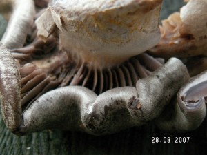 PICT0014-1.JPG