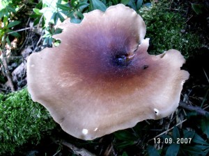 PICT0014-4.JPG