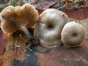 PICT0014.JPG