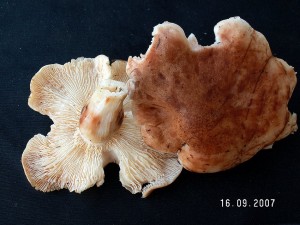 PICT0015-2.JPG