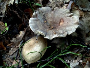 PICT0016-1.JPG